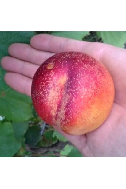 Нектарин Снігова Королева